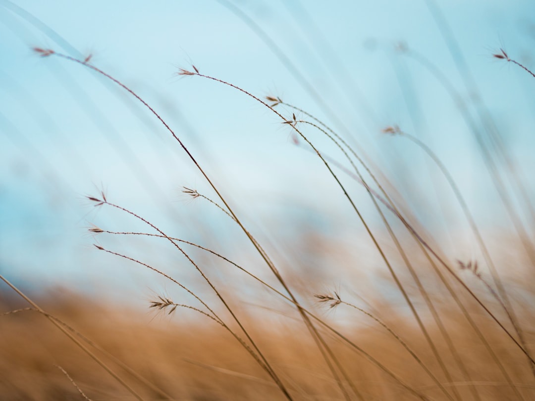 Photo by Aaron Burden focus photography of brown plants